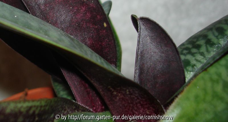 Paph. concolor Unterseite mit Laus