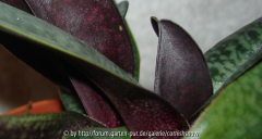 Paph. concolor Unterseite mit Laus