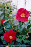 japonica 'Grand Prix' II