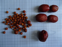 Jujube 2018