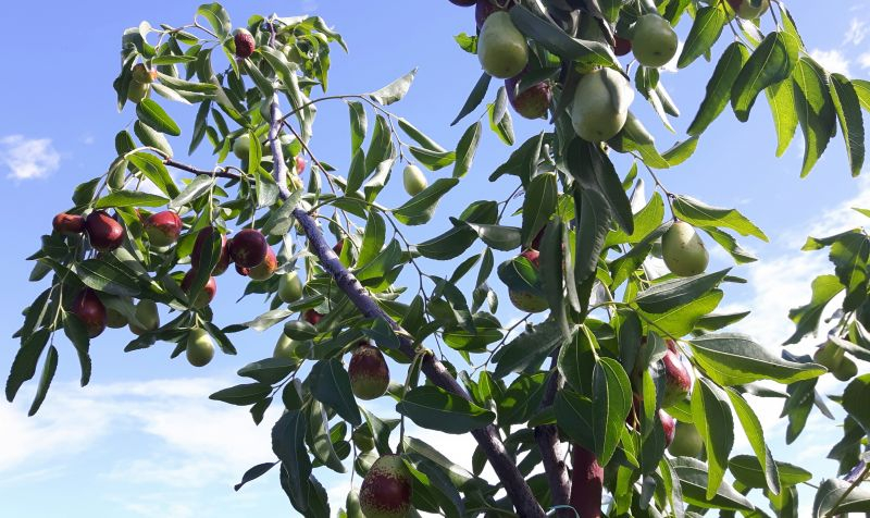 Ziziphus jujuba 09/2018