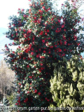 japonica 'Fir Kone' II