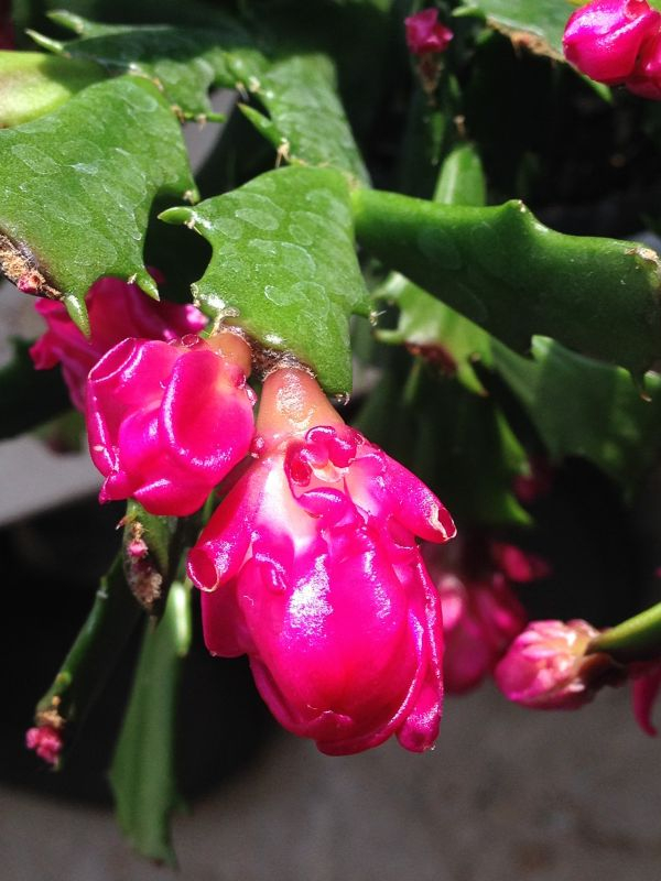 Schlumbergera-Art Knospe