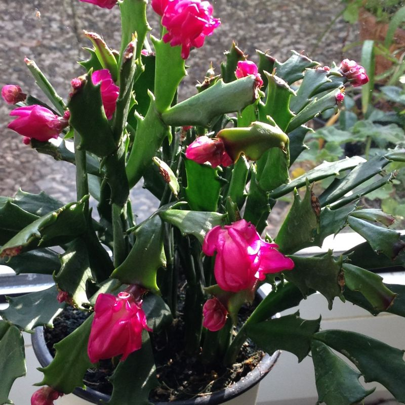 Schlumbergera-Art Pflanze