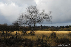 Hohes Venn 03