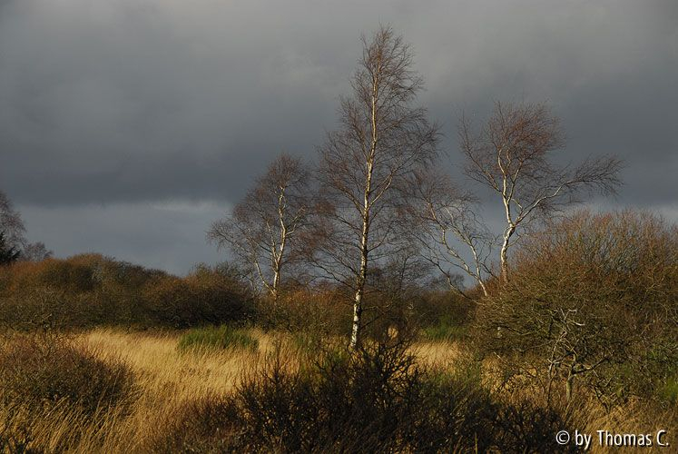 Hohes Venn 04