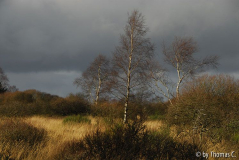 Hohes Venn 04