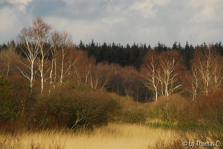 Hohes Venn 05