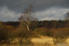 Hohes Venn 06