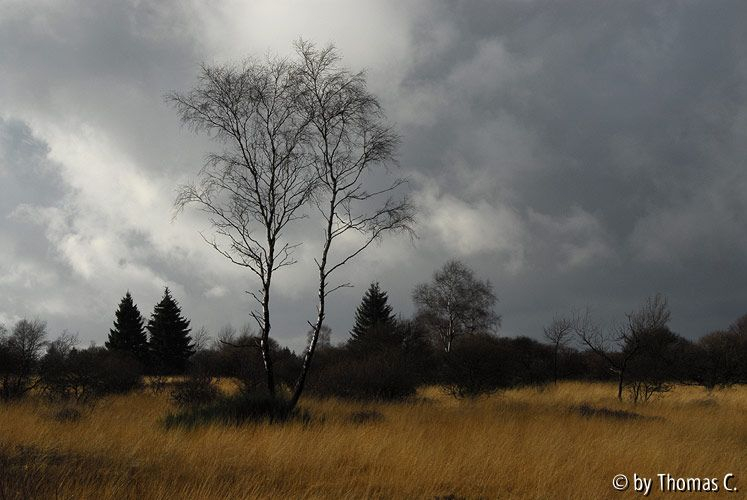 Hohes Venn 09