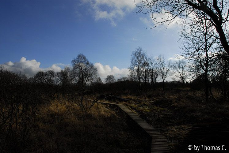 Hohes Venn 12