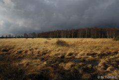 Hohes Venn 13