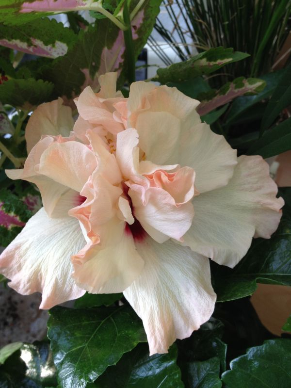 Hibiscus 'Peach Alley' 1