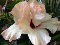 Hibiskus 'Peach Alley' 2