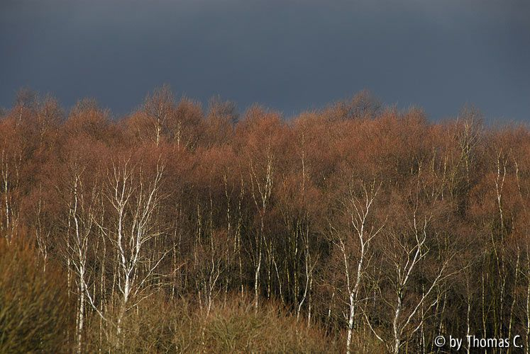 Hohes Venn 15