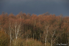 Hohes Venn 15