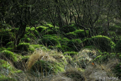 Hohes Venn 19