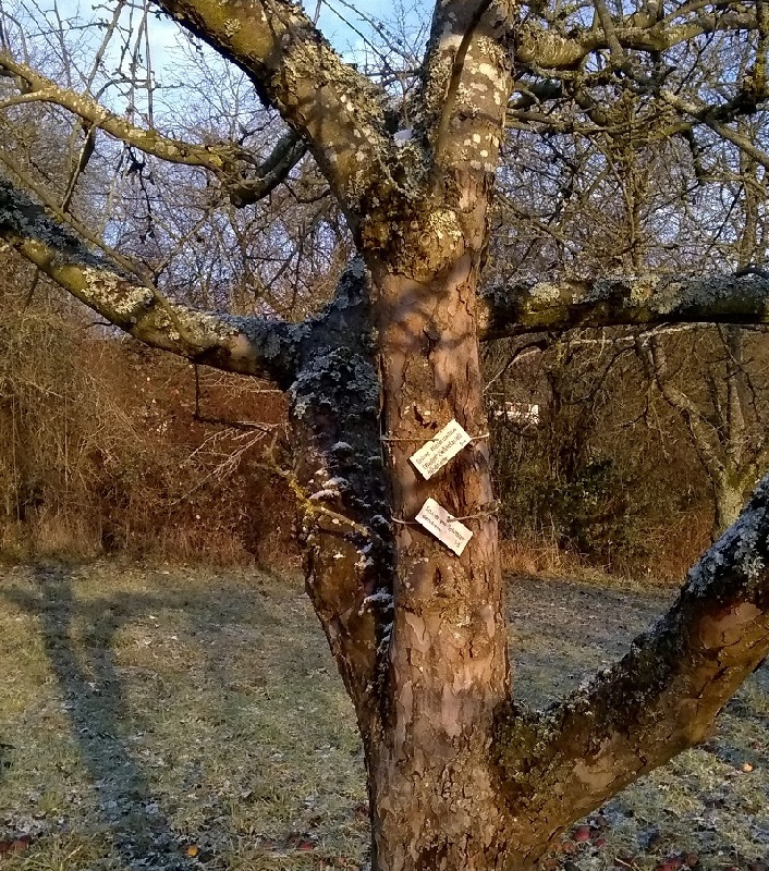 Winterstettiner