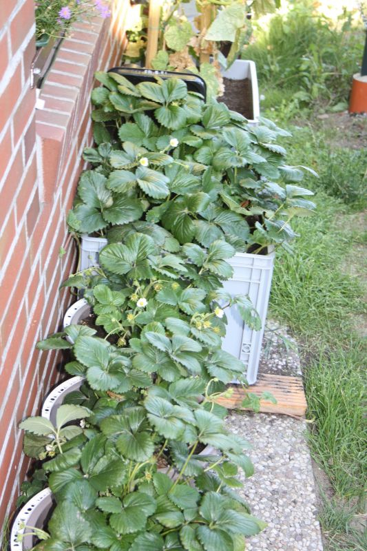 Erdbeeren - Tomaten - Gurken alles in Kübeln und Eimern