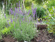Lavandula angustufolia Havanna Dark ganz