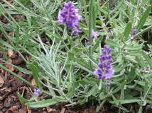Lavandula angustifolia Havanna Dark Blatt