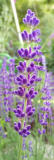 Lavandula angustifolia Havanna Dark Knospe
