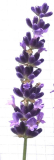 Lavandula angustifolia Havanna Dark Blüte