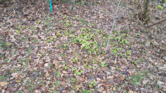 Eranthis