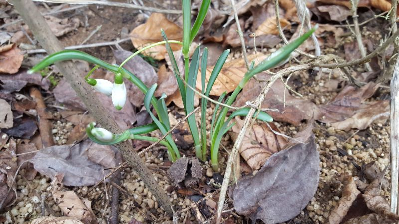 Galanthus Viripapice