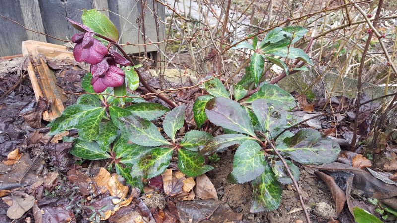 rote Helleborussorte
