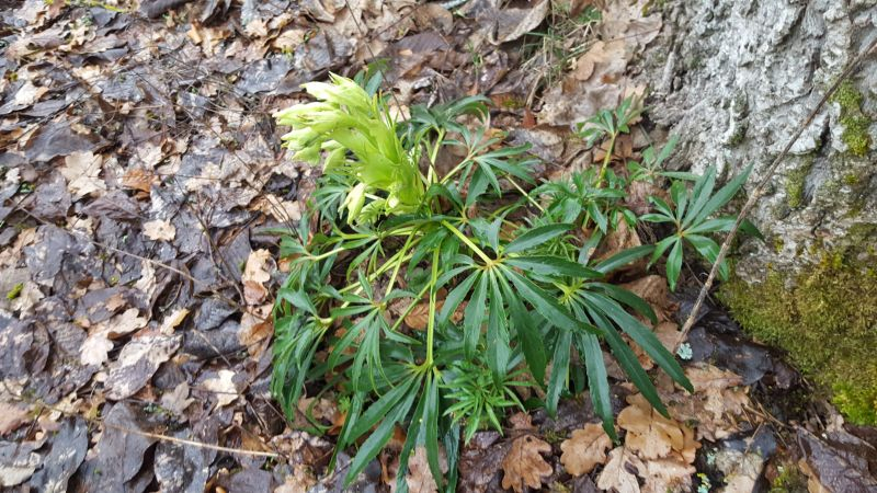 Helleborus foetidus