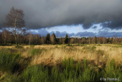 Hohes Venn 26