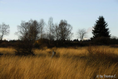 Hohes Venn 27