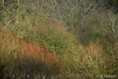 Hohes Venn 28