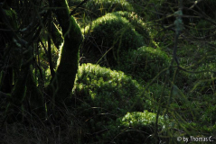 Hohes Venn 29