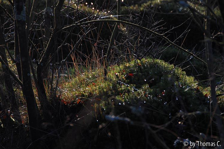 Hohes Venn 33