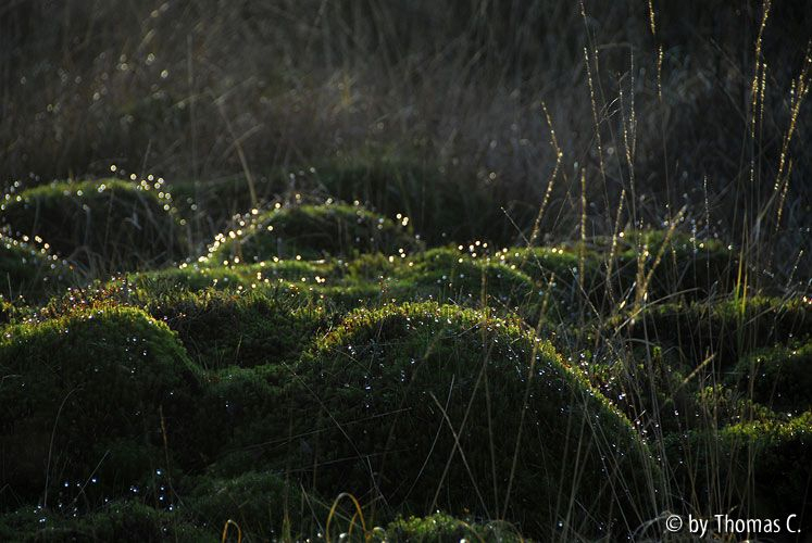 Hohes Venn 36