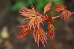 Acer palmatum Sangokaku
