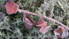 Brombeer1.jpg