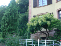 2013-08-28 Ziegelhäuser Landstr. 67 1 