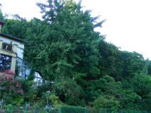 2013-08-28 Ziegelhäuser Landstr. 67 4