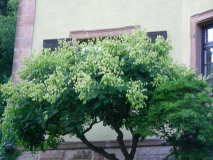 2013-08-28 Ziegelhäuser Landstr. 67 