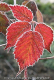 brombeer2.JPG