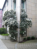 viburnum tinus