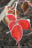 brombeer4.JPG
