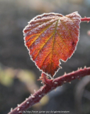 Brombeer5.jpg