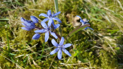 Scilla bifolia