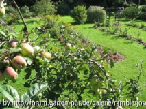 Vom Blickfeld des Apfelbaumes.