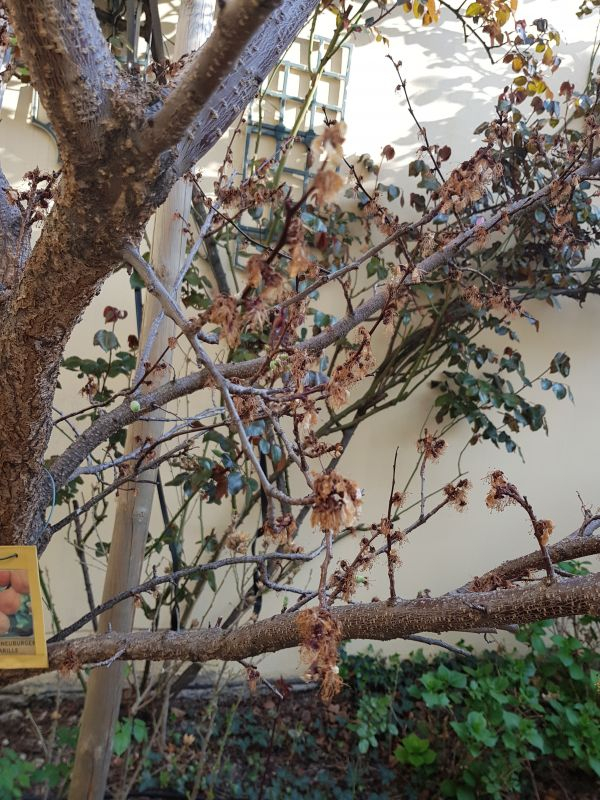 getrockneter Baum/Detail