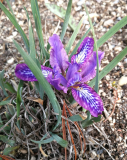 Iris tigridia